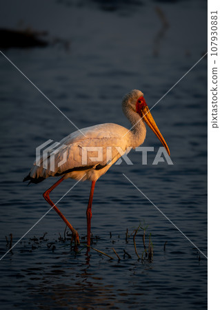 Yellow-billed stork wades through shallows in sunshine 107930881