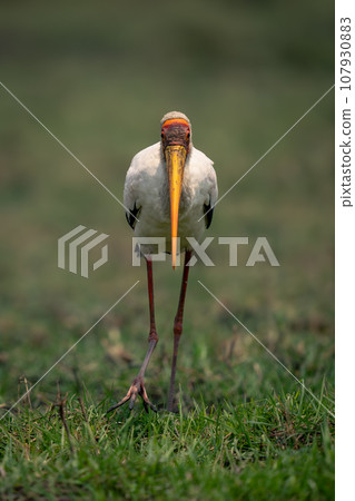 Yellow-billed stork walks over grass lifting foot Yellow-billed stork walks over grass lifting foot 107930883