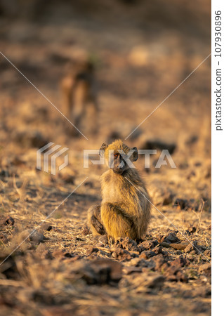 Young chacma baboon sits on rocky ground Young chacma baboon sits on rocky ground 107930896