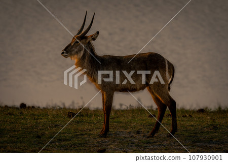 Young male common waterbuck stands beside river Young male common waterbuck stands beside river 107930901