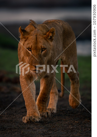 Young male lion approaches camera on riverbank Young male lion approaches camera on riverbank 107930906