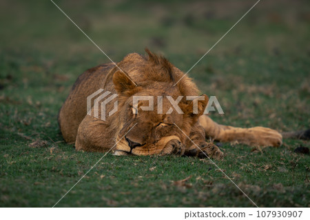 Young male lion lies asleep on grass Young male lion lies asleep on grass 107930907