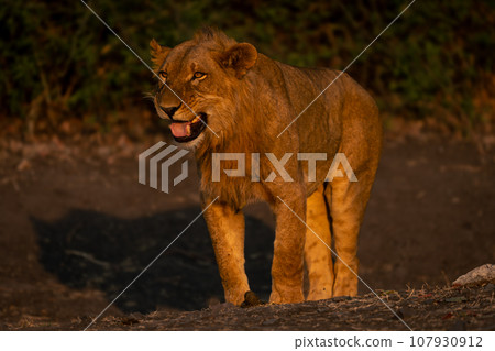 Young male lion stands on earth bank Young male lion stands on earth bank 107930912