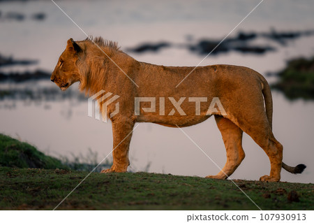 Young male lion stands on grass riverbank Young male lion stands on grass riverbank 107930913