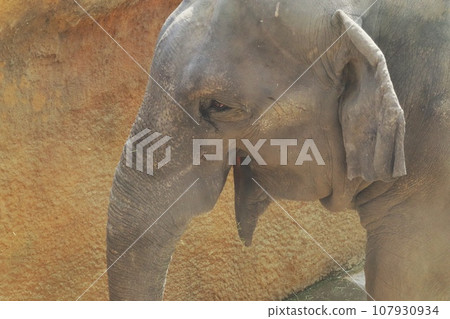 一頭微笑的斯里蘭卡大象 107930934