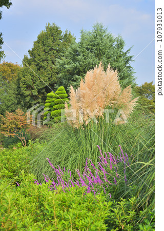 Pampas grass blooming in the park 107931013