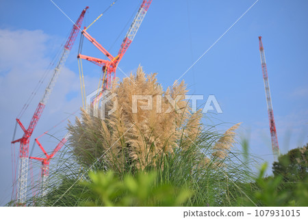 giant crane and pampas grass 107931015