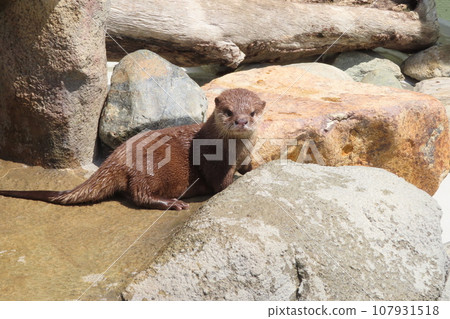 Kotumeka Owaso的嬰兒 Kotumeka Owaso的嬰兒 107931518