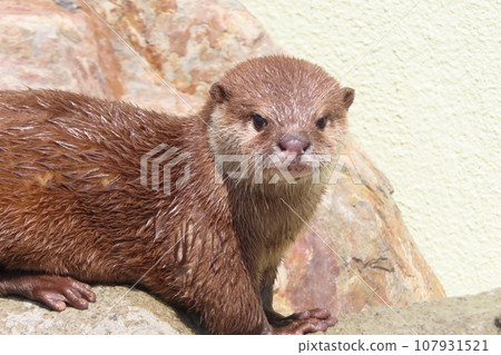 Baby of Kotumeka Owaso Baby of Kotumeka Owaso 107931521