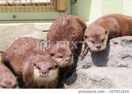 A close-knit family of small-clawed otters 107931834