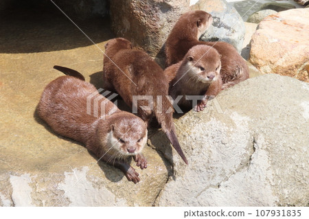A close-knit family of small-clawed otters 107931835