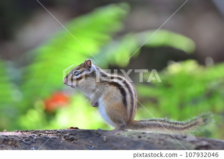 Chipmunk standing on a fallen tree Chipmunk standing on a fallen tree 107932046