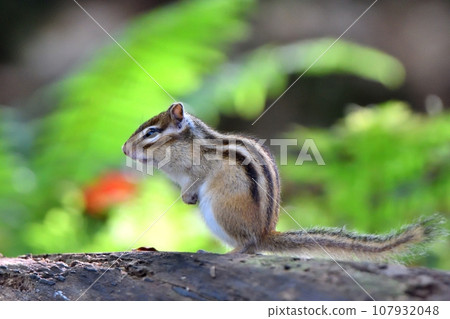 Chipmunk standing on a fallen tree Chipmunk standing on a fallen tree 107932048