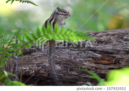 Chipmunk standing on a fallen tree Chipmunk standing on a fallen tree 107932052