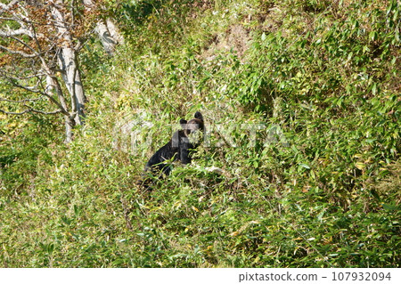 北海道知床半島山坡上,一隻棕熊從竹叢中探出頭來 北海道知床半島山坡上,一隻棕熊從竹叢中探出頭來 107932094