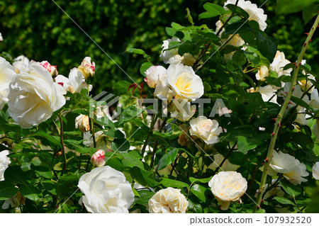 Paris, France. Roses blooming in the Palais Royal gardens. Photographed on May 21, 2023. Paris, France. Roses blooming in the Palais Royal gardens. Photographed on May 21, 2023. 107932520