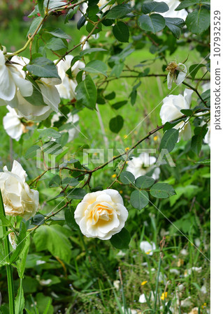 Paris, France. Roses blooming in the Palais Royal gardens. Photographed on May 21, 2023. Paris, France. Roses blooming in the Palais Royal gardens. Photographed on May 21, 2023. 107932529