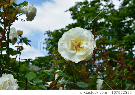 Paris, France. Roses blooming in the Palais Royal gardens. Photographed on May 21, 2023. 107932533