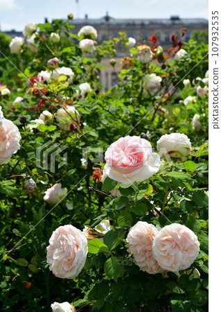 Paris, France. Roses blooming in the Palais Royal gardens. Photographed on May 21, 2023. 107932535