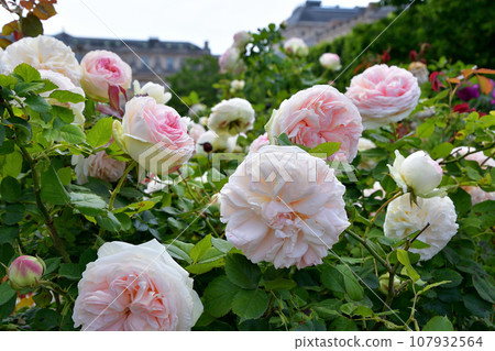 Paris, France. Roses blooming in the Palais Royal gardens. Photographed on May 21, 2023. Paris, France. Roses blooming in the Palais Royal gardens. Photographed on May 21, 2023. 107932564