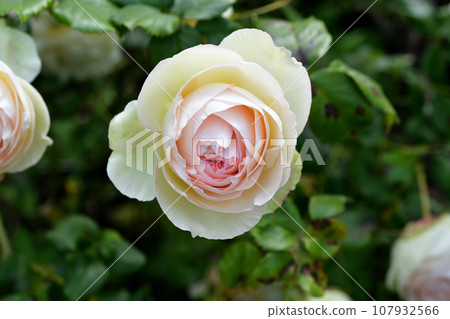 Paris, France. Roses blooming in the Palais Royal gardens. Photographed on May 21, 2023. 107932566
