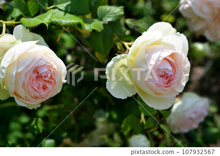 Paris, France. Roses blooming in the Palais Royal gardens. Photographed on May 21, 2023. Paris, France. Roses blooming in the Palais Royal gardens. Photographed on May 21, 2023. 107932567