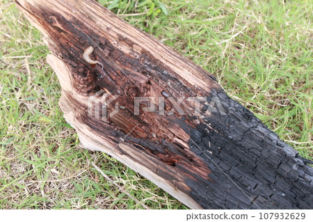Creatures that live in rotten trees Creatures that live in rotten trees 107932629