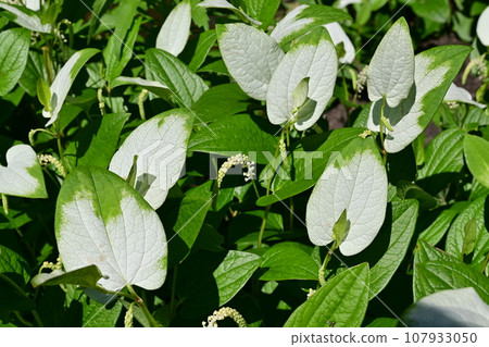 Perennial plant of Saururus chinensis (Lizard tails) 107933050