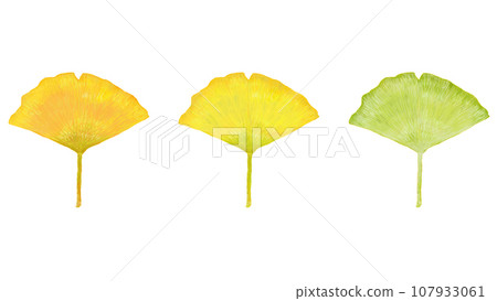 Set of 3 ginkgo leaves_white background Set of 3 ginkgo leaves_white background 107933061