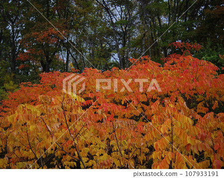 Changing clothes from summer to autumn 107933191