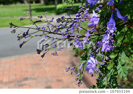 The purple flowers of jacaranda (Nauraceae, genus Trifolium), one of the world's three largest flowering trees 107933194