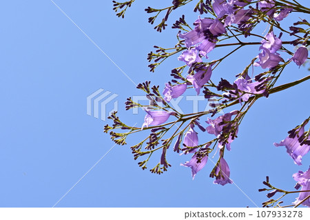 The purple flowers of jacaranda (Nauraceae, genus Trifolium), one of the world's three largest flowering trees The purple flowers of jacaranda (Nauraceae, genus Trifolium), one of the world's three largest flowering trees 107933278