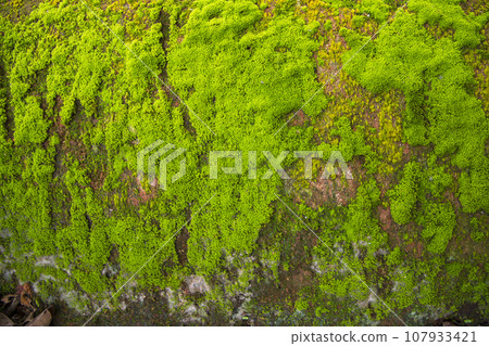 Fungi Green Moss old concrete wall abstract Texture background wallpaper 107933421