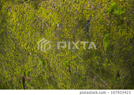 Fungi Green Moss old concrete wall abstract Texture background wallpaper 107933423