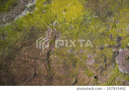 Lichen Fungi Green Moss on the old Concreate wall abstract Texture background Lichen Fungi Green Moss on the old Concreate wall abstract Texture background 107933492