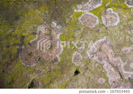 Lichen Fungi Green Moss on the old Concreate wall abstract Texture background Lichen Fungi Green Moss on the old Concreate wall abstract Texture background 107933493