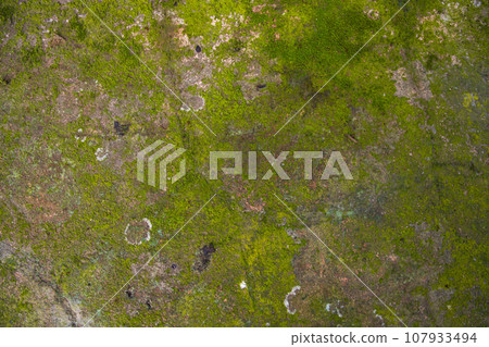 Lichen Fungi Green Moss on the old Concreate wall abstract Texture background 107933494