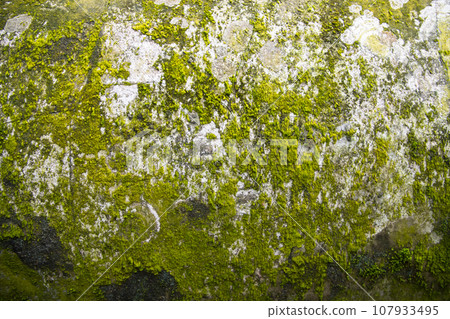 Lichen Fungi Green Moss on the old Concreate wall abstract Texture background Lichen Fungi Green Moss on the old Concreate wall abstract Texture background 107933495