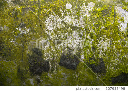 Lichen Fungi Green Moss on the old Concreate wall abstract Texture background Lichen Fungi Green Moss on the old Concreate wall abstract Texture background 107933496