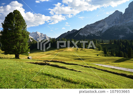 High altitude meadows High altitude meadows 107933665