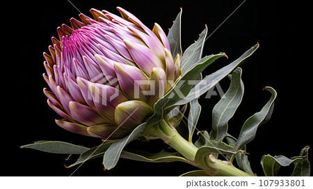 朝鮮薊芽背景資料 107933801