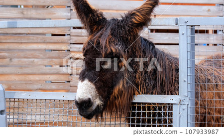 The domestic donkey stands in the stall and turns its head. Household, farm and ranch concept. 107933987