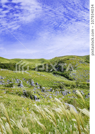 Beautiful Hiraodai in autumn with pampas grass swaying in the wind (Kitakyushu City, Fukuoka Prefecture) Beautiful Hiraodai in autumn with pampas grass swaying in the wind (Kitakyushu City, Fukuoka Prefecture) 107934034