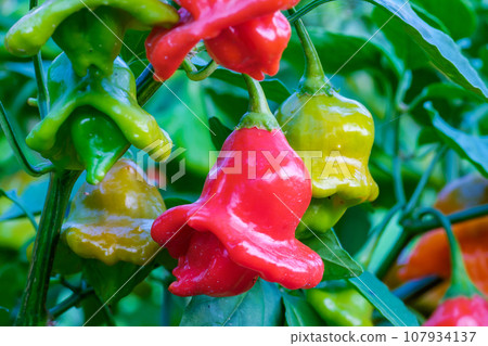 The bishop's crown, Christmas bell, or joker's hat, is a pepper, a cultivar of the species Capsicum baccatum var. pendulum The bishop's crown, Christmas bell, or joker's hat, is a pepper, a cultivar of the species Capsicum baccatum var. pendulum 107934137