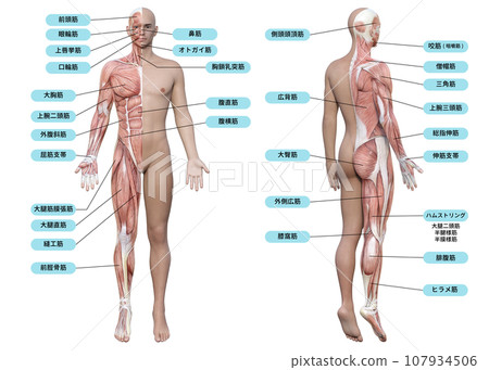 人體前部肌肉解剖圖及名稱圖解 人體前部肌肉解剖圖及名稱圖解 107934506