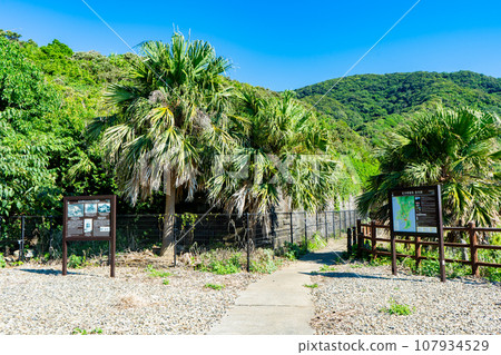 Scenery of the site of the official residence of the Sata Misaki Lighthouse Keeper Scenery of the site of the official residence of the Sata Misaki Lighthouse Keeper 107934529