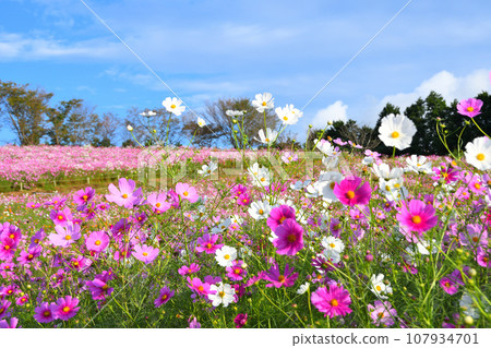 Cosmos 白木峰高原 107934701