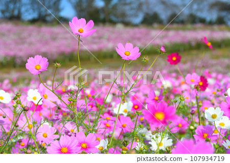 Cosmos, Shirakimine Plateau Cosmos, Shirakimine Plateau 107934719