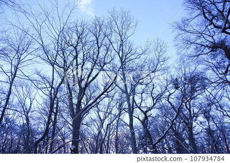 virgin forest in winter 107934784