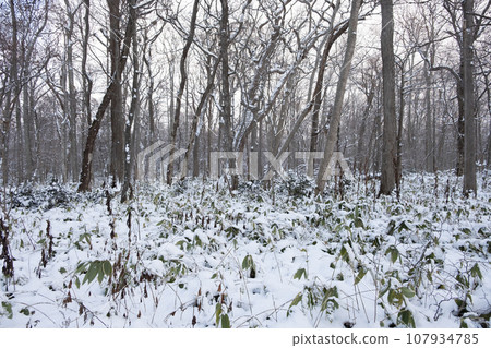 冬天的原始森林 冬天的原始森林 107934785